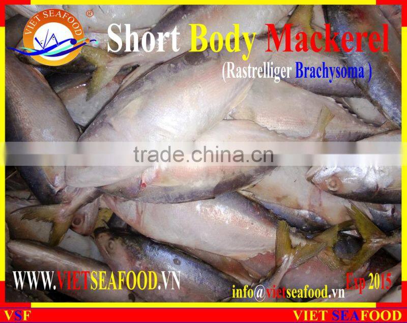 FROZEN SHORT BODY MACKEREL W/R