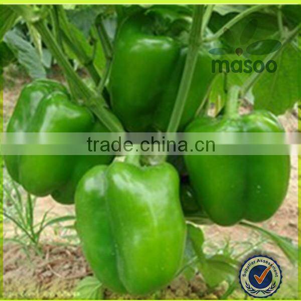fresh green cayenne peppers export price