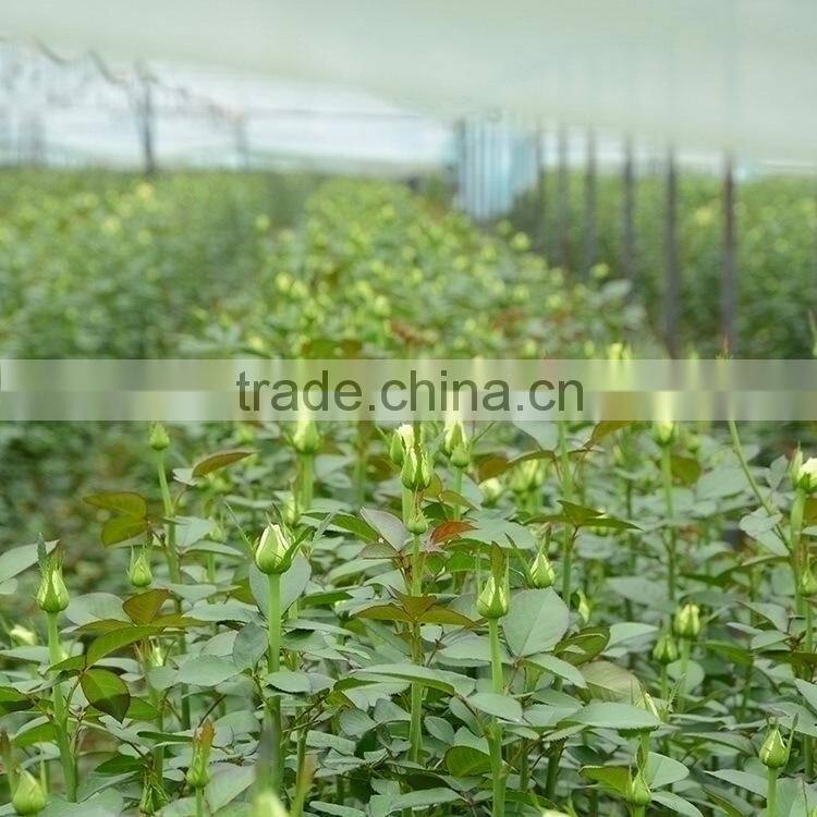 Super quality hotsell real look hydrangea