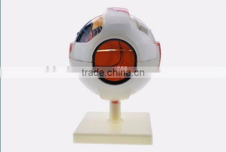 Eyeball enlargement and anatomy structure model teaching medical biology science and education instrument 6 times 3