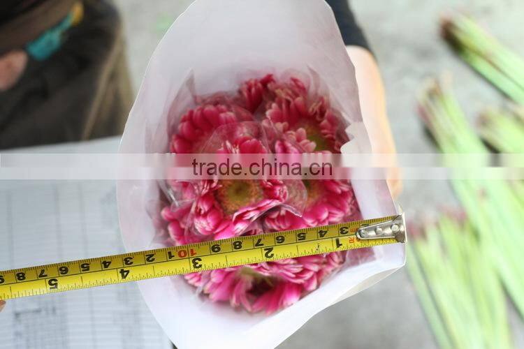 Good smell hot sale cut gerbera flowers