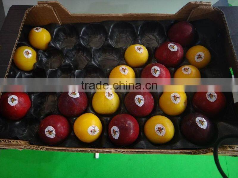 2016 Best Selling Colorful Customized PP apple insert tray