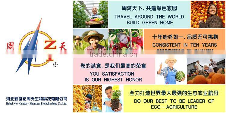 big yellow pear sweet juice