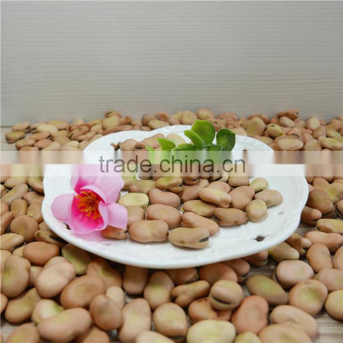High quality yellow broad beans / faba beans / fava beans for canning food