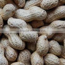 Raw Peanuts Inshell New Crop