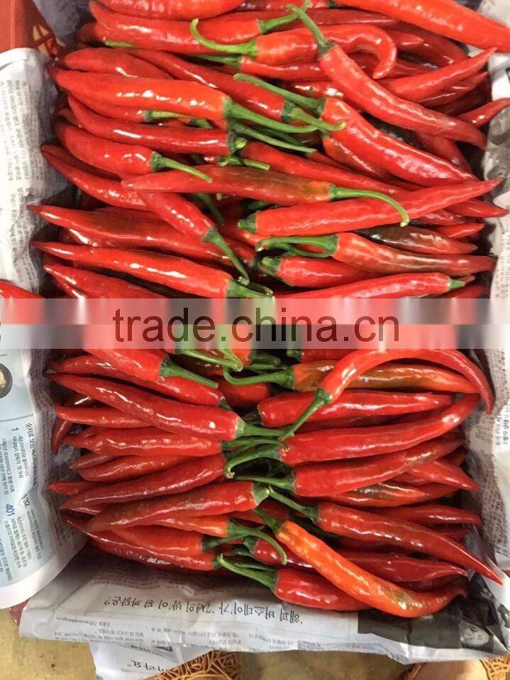 DALAT FRESH RED CHIILI