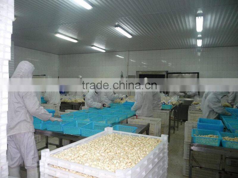 fresh peeled garlic for sales with best price