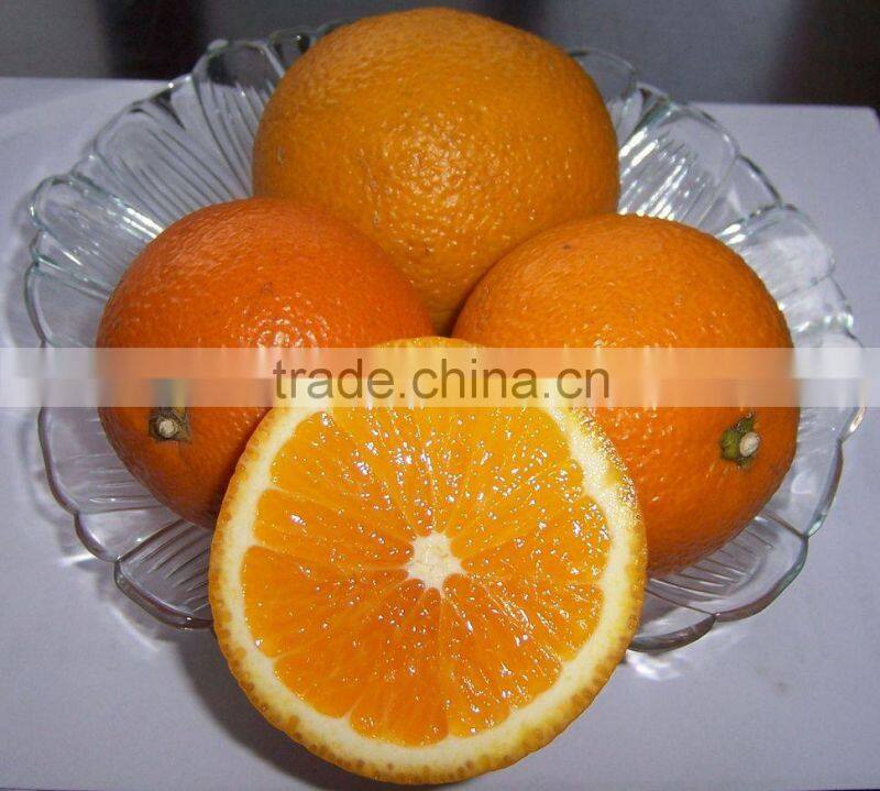 New crop fresh navel orange from Best Food