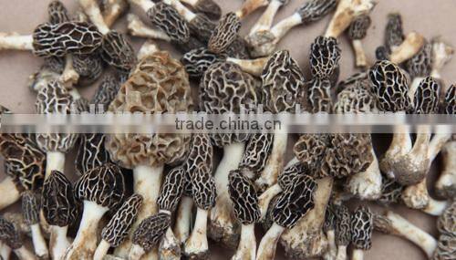 black morel mushroom market price dried morel mushroom magic mushrooms dried