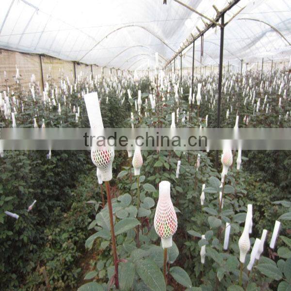 competitive price fresh black rose flower purchase from Kunming flower planting base