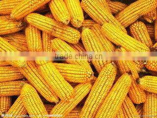 New Design Full Automatic Mini Electrical Corn Sheller