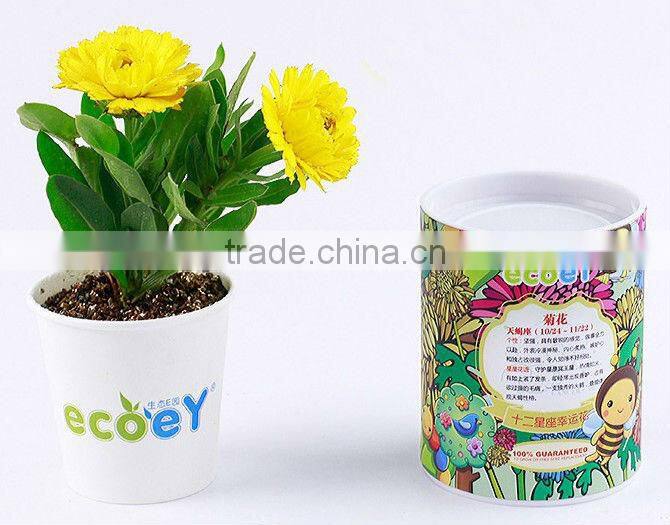 Fashion Twelve constellations lucky flower potted plant -forget-me-not