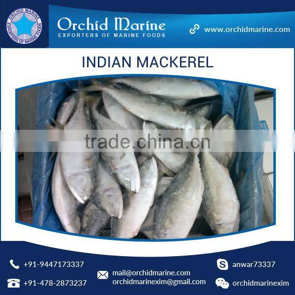 A Grade Good Taste Canned Indian Mackerel Fish Supplier