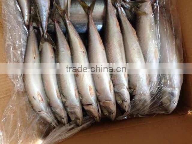 koi fish of frozen mackerel