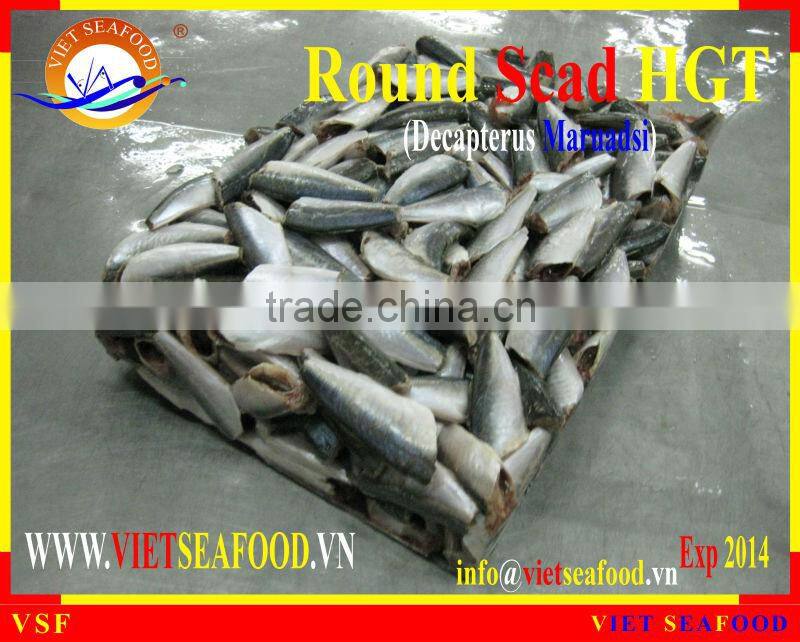 FROZEN ROUND SCAD HGT