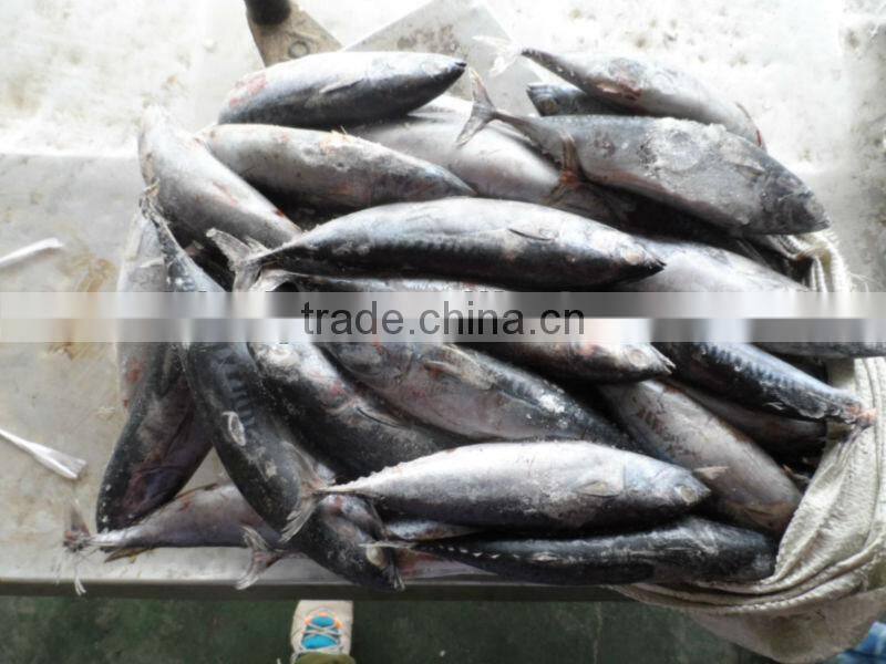 frozen fish bonito 300-500g(Auxis thazard)New coming W/R for can