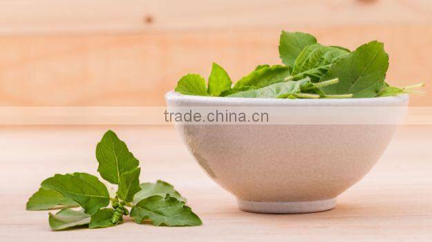 Grade One Quality Ocimum Sanctum (Tulsi) Powder Exporter