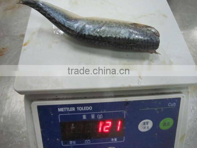 Pacific mackerel HGT