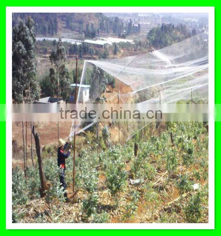 Henan Suntex supply vineyard anti bird net/bird mist net/bop stretch net with low price