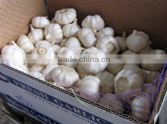 China Red Garlic Price Store Garlic