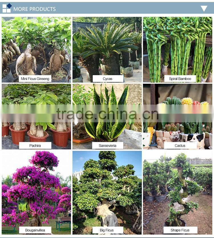 Wholesale indoor decoration bonsai tree ficus