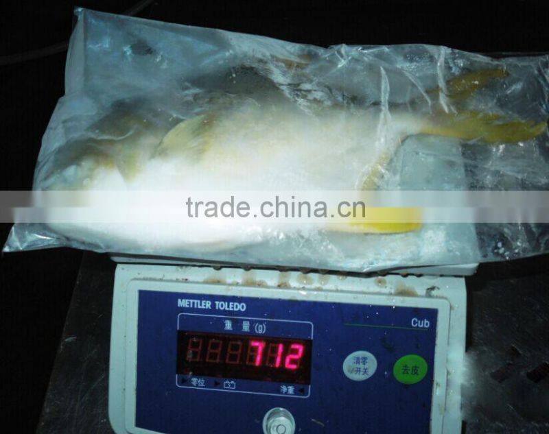 Frozen Golden Pomfret Fish / Golden Pompano Fish
