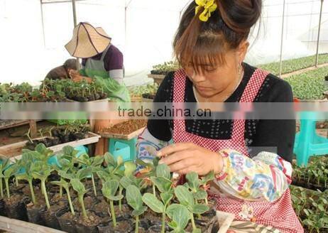 Hybrid F1 Roots Stock Seeds for grafting