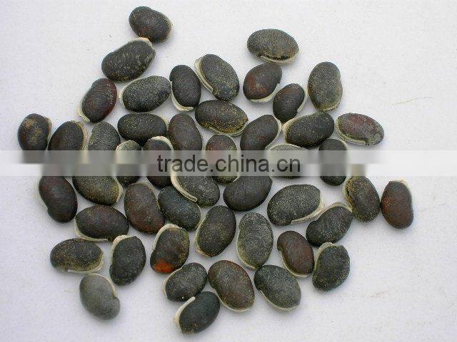 Tender Tasted for Livestock Lablab Bean Seeds