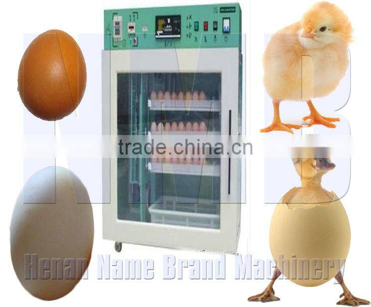 Good quality!!! pigeon eggs for hatching