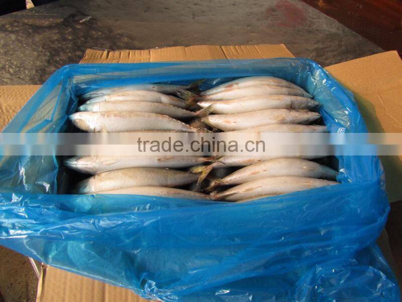 Hot sale frozen indian mackerel fish