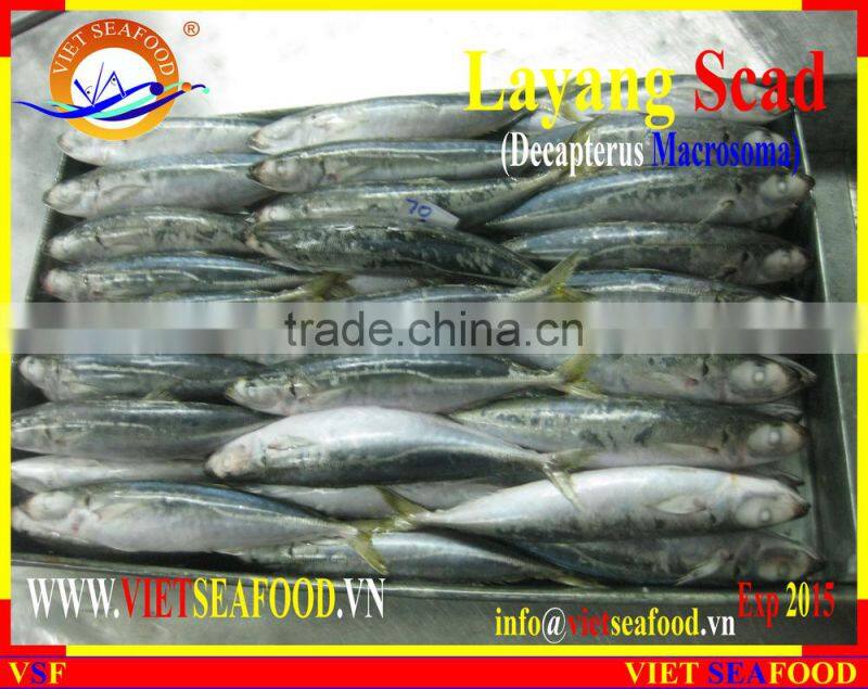 FROZEN LAYANG SCAD (MUROAJI) WHOLE ROUND