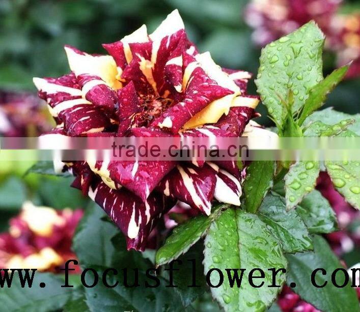 hot selling black roses sale High Quality Fresh Cut Flower spray rose Meteor shower for banquets factory prize supply