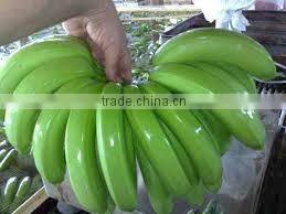 FRESH PREMIUM CAVENDISH BANANA