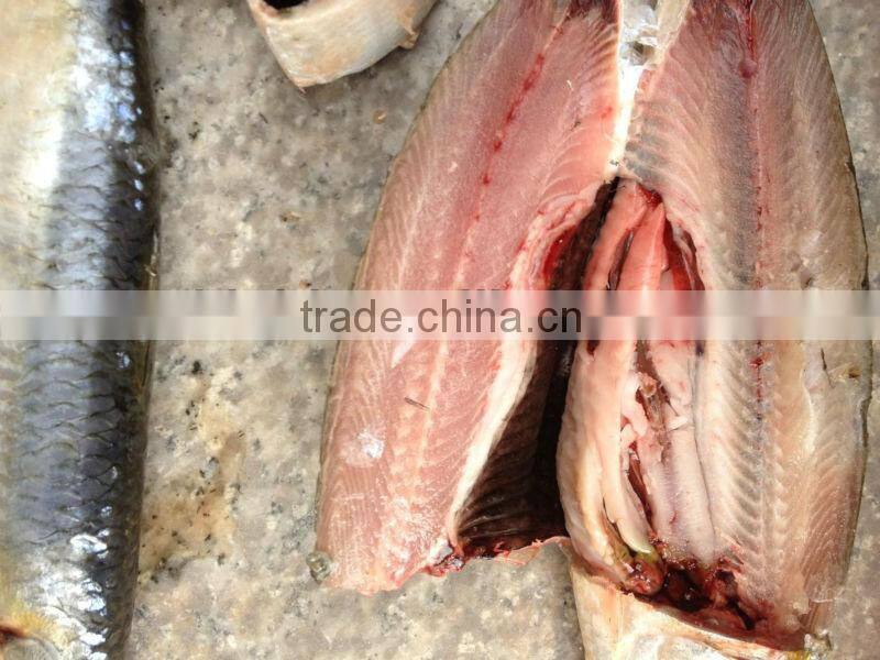 For bait fish whole round frozen sardines 8-10pcs/kg