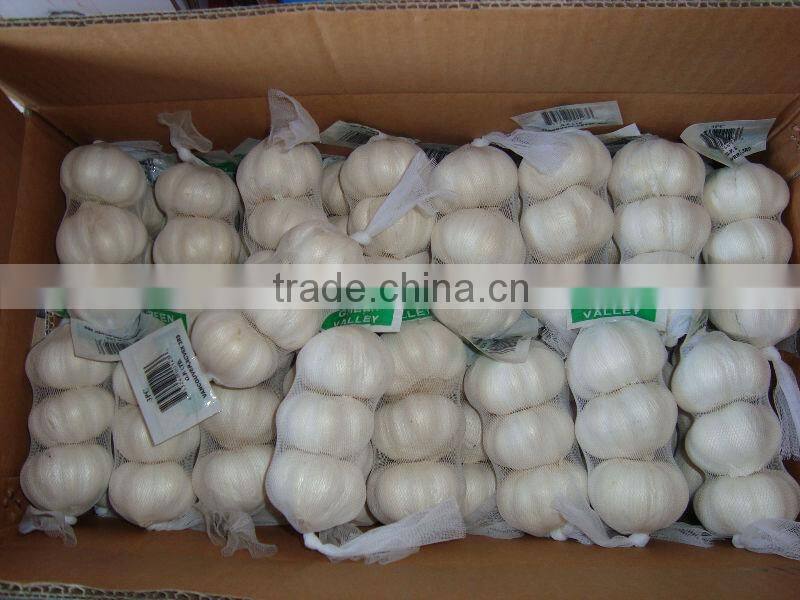 shandong fresh garlic for low price
