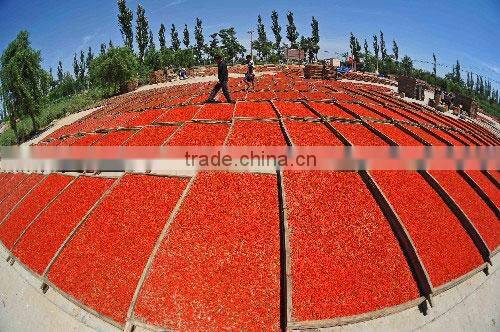 Goji berries seeds for dried goji berries great goji berry health benefits