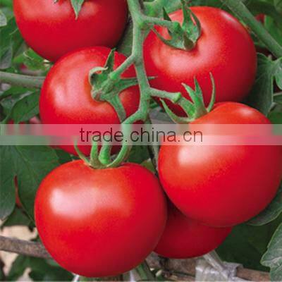 Super High Yield Top Quality Hybrid F1 Indeterminate Growth Big Pink Tomato Seeds For Growing-Zhong Yan No.10