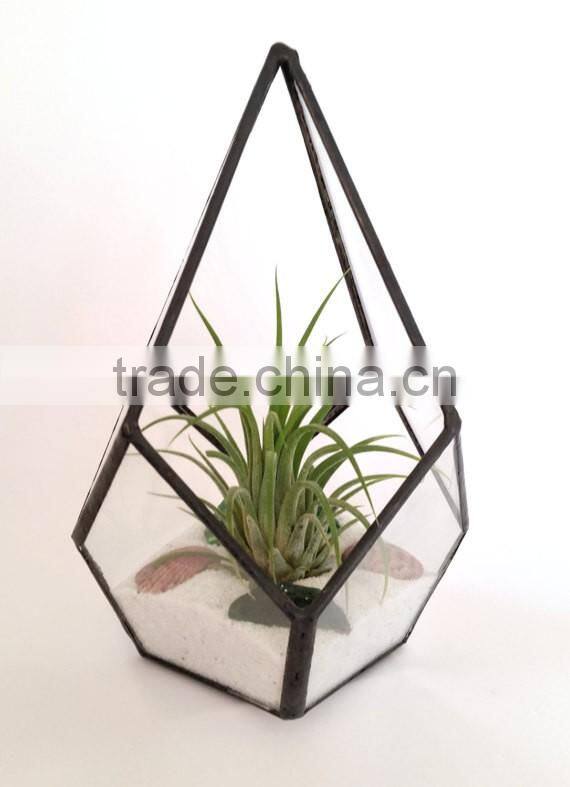Kure Beach Sea Shells Black Metal Pyramid Ionantha Air Plant Glass Terrarium