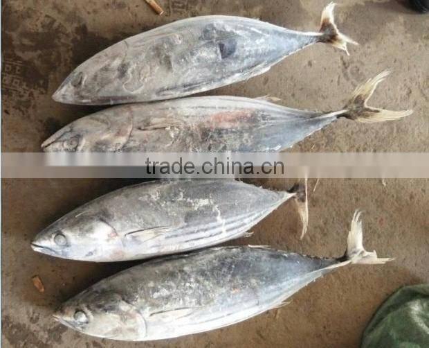 Seafood Frozen Skipjack Tuna Whole Round