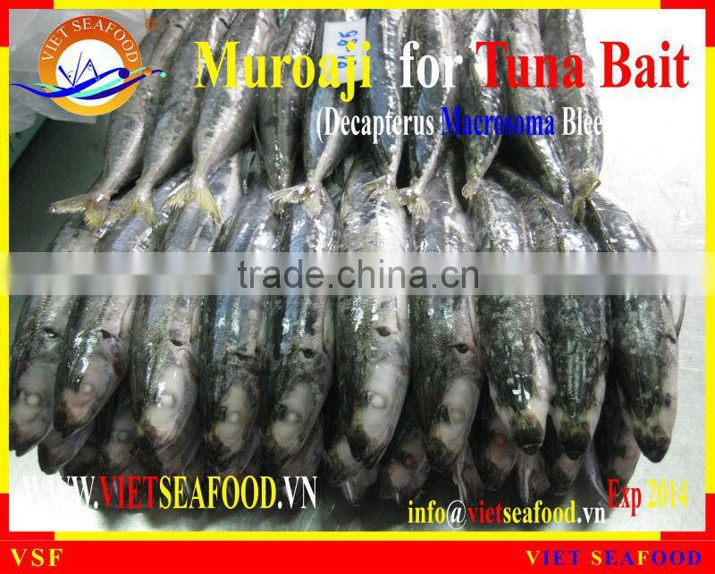 MUROAJI FOR TUNA BAIT