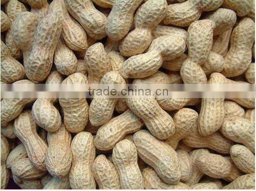 Raw Shelled Peanut