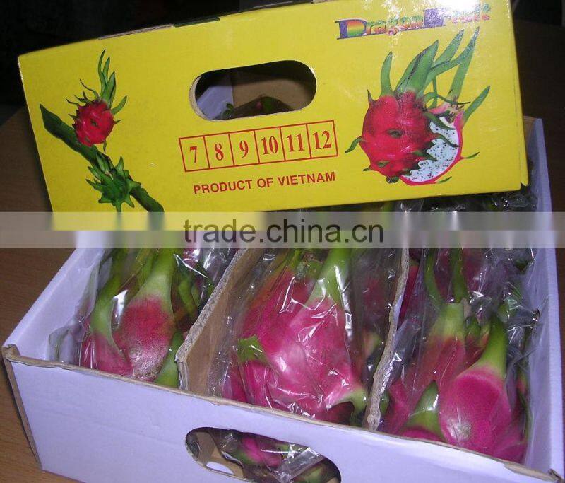 Fresh Dragon Fruit - new crop with premium quality