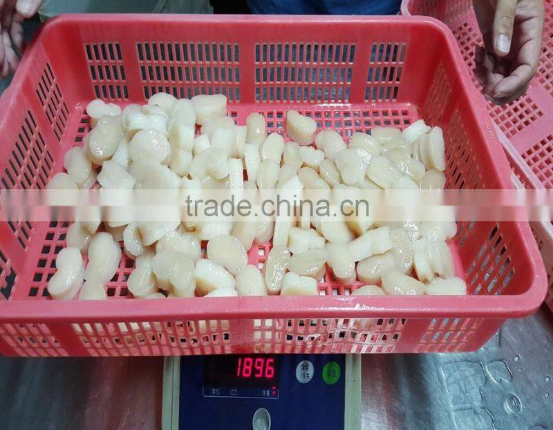 superior frozen ligament of pen shell for bulk sale