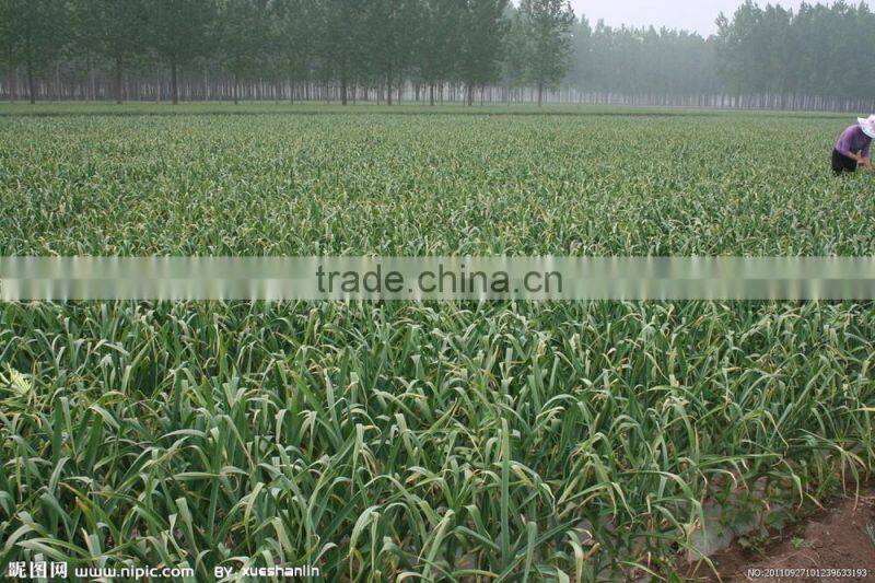 2015 No pollution and New harvested garlic