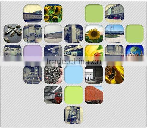 Yummy Food Company supply cheap bulk jumbo sunflower seeds