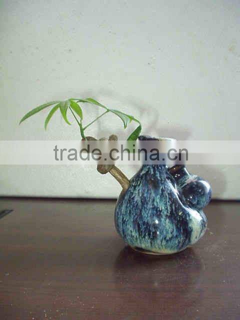 decorative pachira ornamental plants