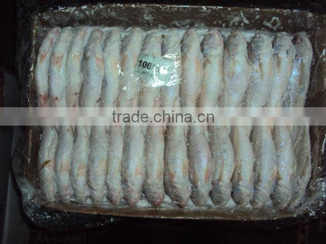 frozen silver croaker