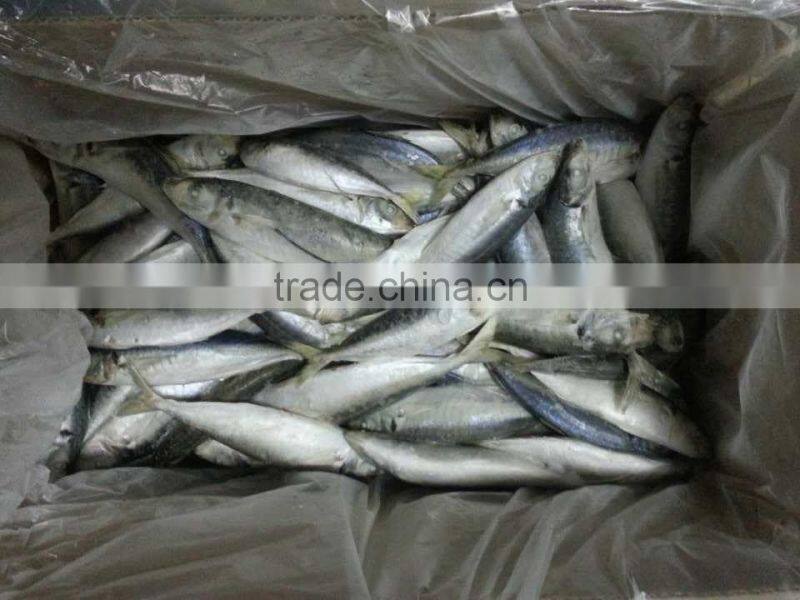 Fish Exporters Horse Mackerel Frozen Trachurus Trachurus