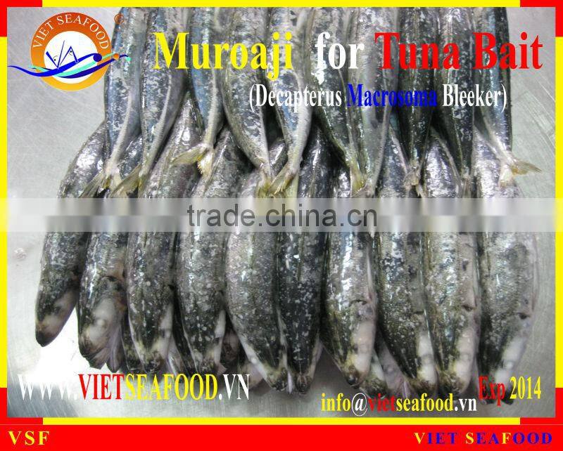 FROZEN MUROAJI FOR TUNA BAIT