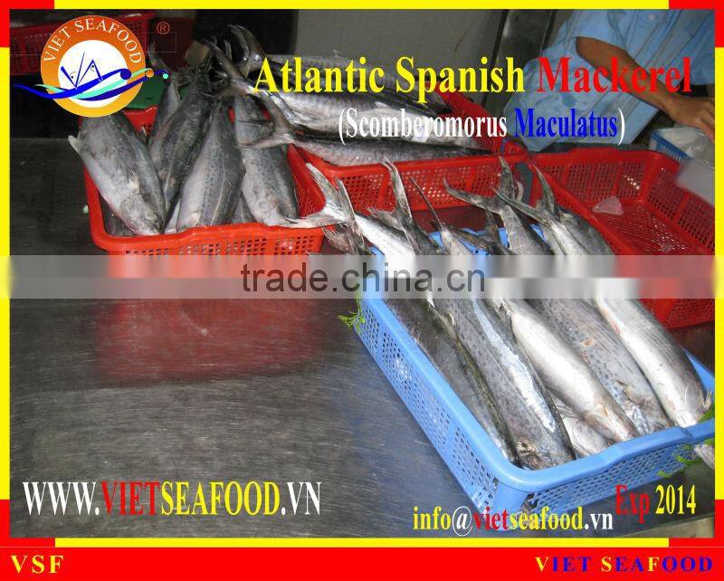 FROZEN ATLANTIC SPANISH MACKEREL WHOLE ROUND